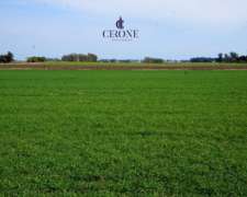 Venta - Campo - 12 Hectareas - Mechongue