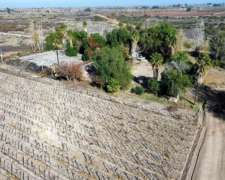 Finca 74ha Con Chalet, Galpones, Uva Arizul Y Syrah