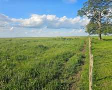 Campo Ganadero Sobre Ruta Pila 260 Ha