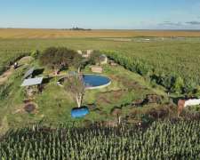 En Alquiler 400 Ha Mixto Cria Invernada e Lobos