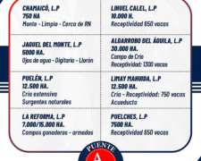 Campos Ganaderos en Venta en la Pampa