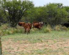 Doy en Alquiler 6000 Has Ganaderas Excelentes N de la Pampa