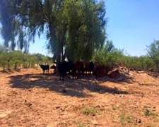 Arriendo 3.000 Ha San Luis Limite Con Mendoza