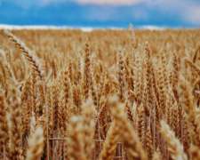 Campo En Venta En Balcarce - 1950 Ha