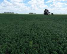 300 Hectáreas Pehuajo, BS. AS.