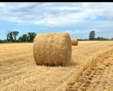 Atención SE Busca Campo