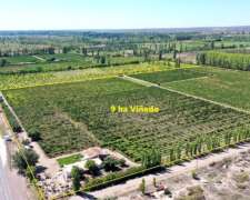 Se Vende Viñedo de 9ha en San Rafael - Mendoza
