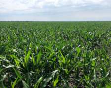 407 Ha Agricolas, Nueva Esperanza - Santiago del Estero