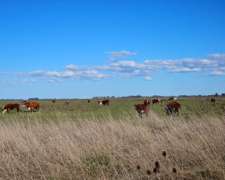 Campo Mixto Cachari 300 Ha
