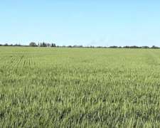 203 Ha Agricolas Suelos Clase 1