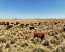 Pcia. de Formosa - Estanislao del Campo 5039 Has