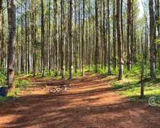 Se Vende Campo 740 Ha Ganadero-forestal en San Vicente, Misi