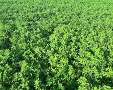 Disponible para Capitalizacion/pastaje (ambrosetti-sta FE)