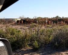 7.500 Ha Paso de los Algarrobos, la Pampa