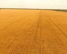 Charata Chaco Campo Agrícola