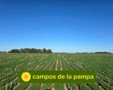 Cordoba – Venta muy Buen Campo Agricola 440 Ha Pampa Arenosa