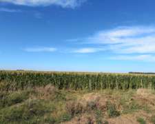 Coronel Dorrego, Buenos Aires - 1.748 Ha