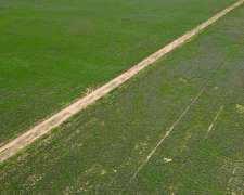 1000 Has Mixtas Realico