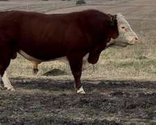 Toros P. Hereford . Excelente Estado