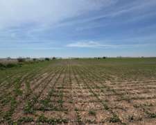 63 Hectáreas Agrícolas Capitan Sarmiento