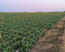 Peyrano 42 Has Agrícolas