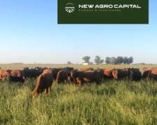 1800 Ha, Mixto Trenque Lauquen