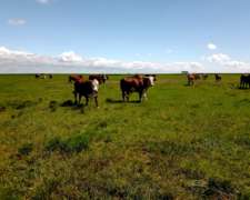 2700 Hectáreas Ganaderas en Ceibas en Gualeguaychú.