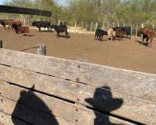 San Javier - Santa FE - Ruta 1 - 1500 Has Ganaderas