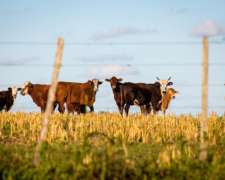 Venta Campos Mixtos en Santiago del Estero - Argentina