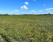 118 Has Agricolas Excelente Ubicación