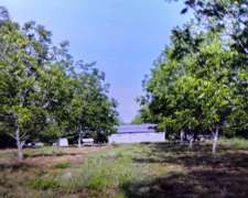 4 Ha de Plantación de Nuez Pecán