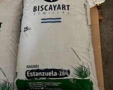 Semillas de RYE Grass