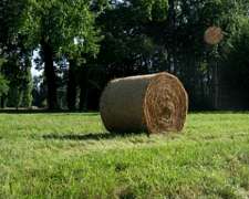 Rollos de Moha con Panoja
