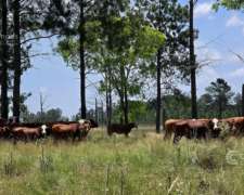 Se Vende Campo de 860 Ha Santo Tomé Corrientes.