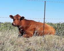 Venta 200ha en Rivera Provincia de Buenos Aires