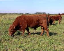 Venta de Toros Limangus