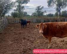 Córdoba Cruz Del Ele 1300 Has Ganaderas Selectivas
