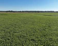 Monte, Buenos Aires - 1.082 Ha