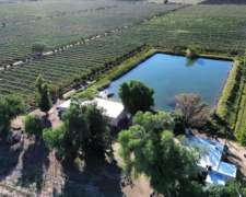 Finca De 43ha Con Goteo Sobre Carril Zapata