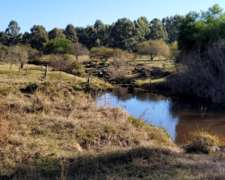 Campos Forestales en Venta