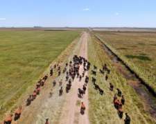 1.409 Has en Pila - BS. AS. - Ganadero - Venta