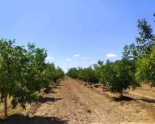 Finca en Venta 107 HA, Villa Seca, Tunuyan