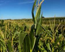 Campo Agrícola 32 Hectáreas