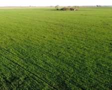 Vendo Campo 283 Ha Morrizon