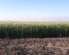 200 Has Cuatro Bocas