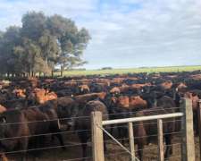 Estancia Con Instalaciones Ideal Cria