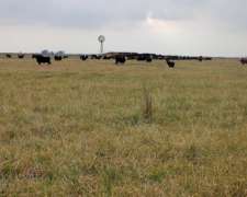 Campo en Venta 800 HA. Mixto. Carlos Casares. Oportunidad.