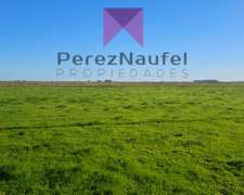 Campo Alquiler Ruta 29 Rauch Pila 460 Ha