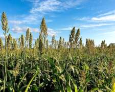 Semilla De Sorgo Escoba - Maiz De Guinea