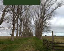 302 Ha, Ganadero, Chascomus